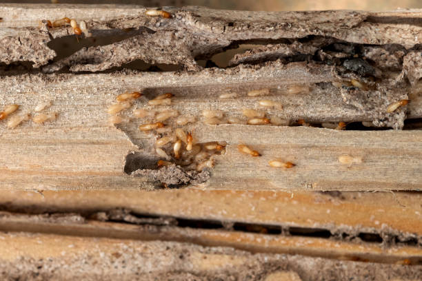 Pest Control Cost in Roanoke, AL